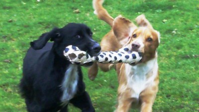 Cocker Spaniel Brothers Fin & Murphy.