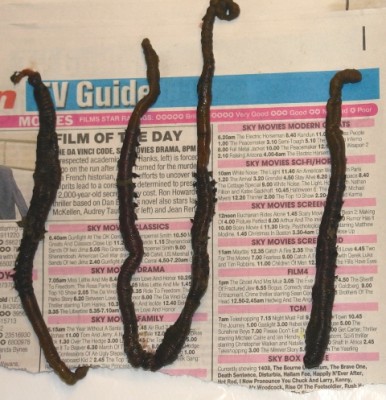 Black Lugworm  newspaper wrapped per 100