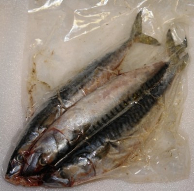 Whole mackerel