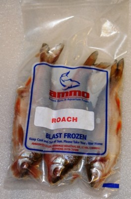 Roach