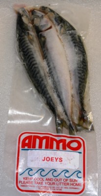 Joey mackeral