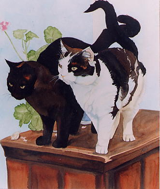 Black & White Cats