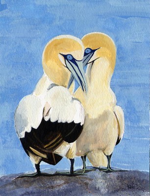 Gannets Courting