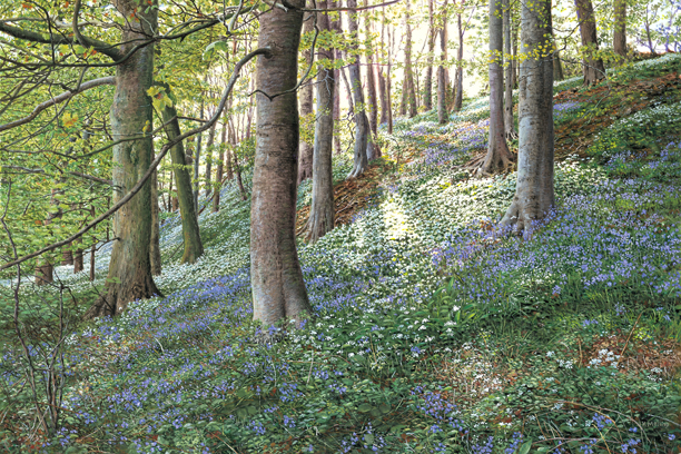 Bluebells and Ramsons. Painting: Keith Melling