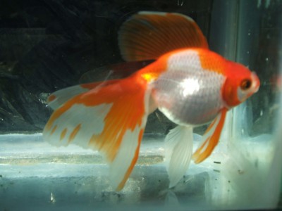 FAQ006 Aquarian Pellet 284g