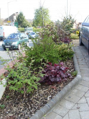 Early Spring in year 3 after planting