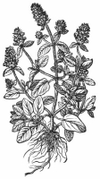 Self-Heal Woodcut