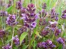 Self-Heal