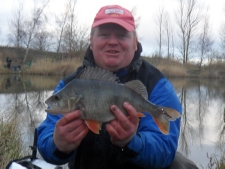 one of a few perch showing from the kingfisher lately caught in sun 27th jan match