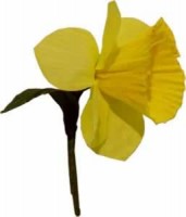 daffodil badge st davids day