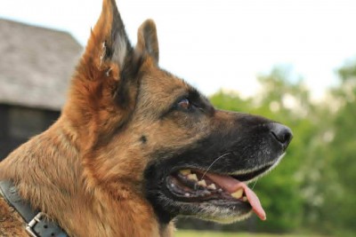 Spirit one of my GSD's