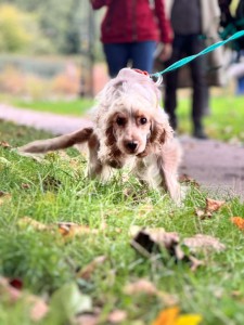 Mantrailing Spaniel Theo