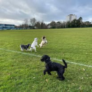 Group Dog Walks