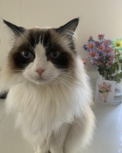 Ragdoll Cat Visits Rufus