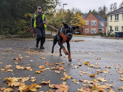 Zeus Doberman Mantrailing