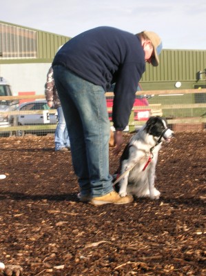 Dog Sitting - (Saphie) - JJ Dog Training - Coalville