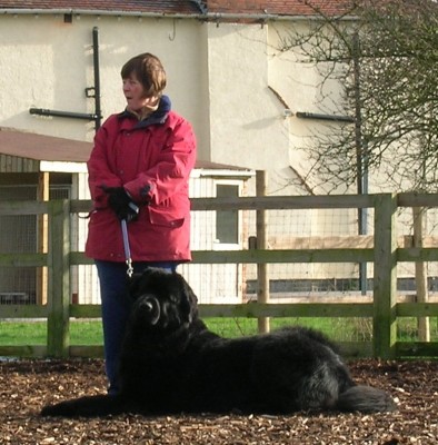 Dog in Down - (Devon)