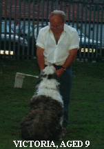 Come Comand - Dog - (Keith & Victoria)