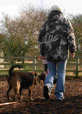 Dog - heel - Chocolate Lab (Pip)