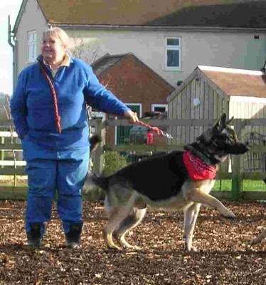 Dog pulling - T - JJ Dog Training - Coalville
