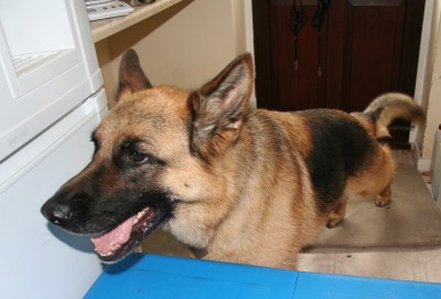 GSD Dog - Caine indoors