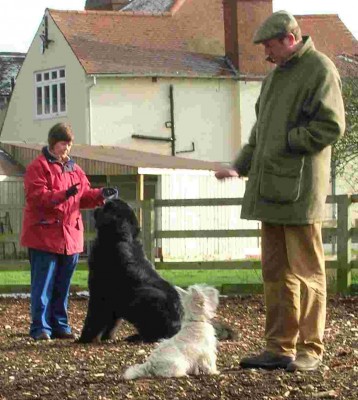 Dogs sitting - (Devlin & Fergus) - JJ Dog Training - Coalville