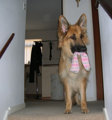 Caught in the act - thief dog - GSD Dog with sock