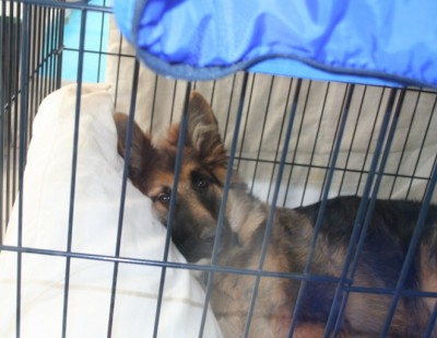 Dog in cage / crate - 6 month GSD pup - Hazel