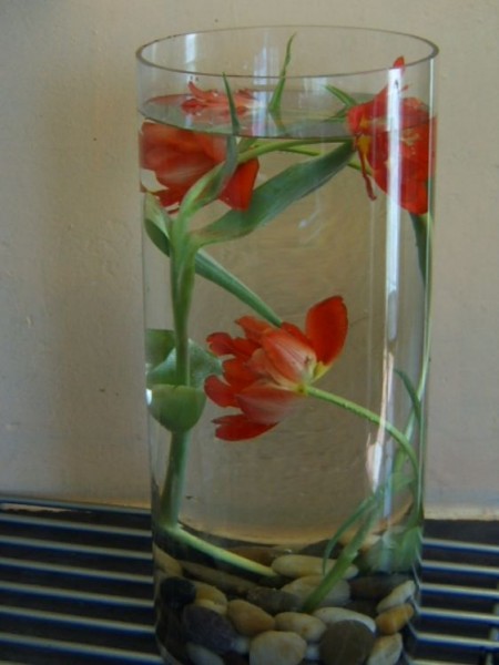 Large Pebbles & Tulips Under Water