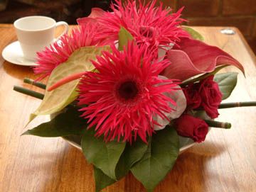 Magenta Gerbra Arrangement