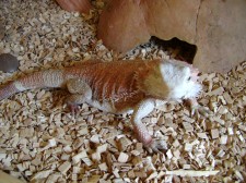 Bearded Dragon