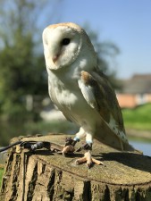 Barn Owl
