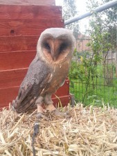 Black Barn Owl