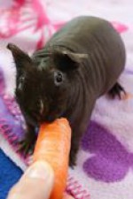 Skinny Pig