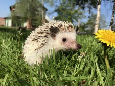 African Pygmy Hedgehog