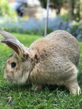 Giant Flemish Rabbit
