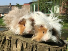 Lunkayra Guinea Pigs