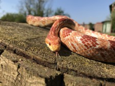 Corn Snake