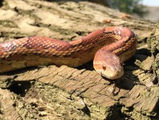 Corn Snake