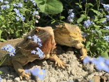 Bearded Dragons