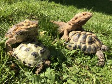 Tortoises & Beardies