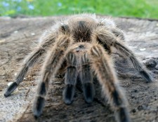 Arizona Blonde Tarantula