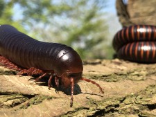 Giant African Millipedes