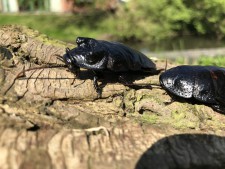 Madagascan Hissing Cockroaches