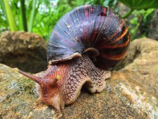 African Land Snail