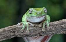 White Tree Frog