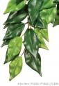 Ficus Medium