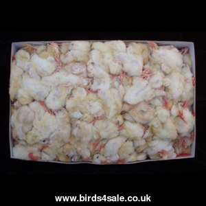 BOX OF 200 FROZEN DAY OLD CHICKS
