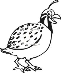 QUAIL