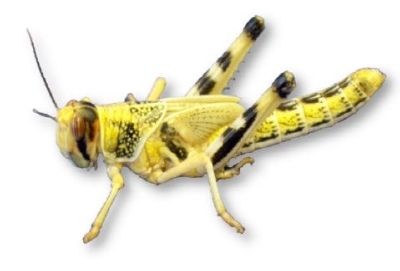 LARGE/XL 5TH INSTAR LOCUSTS